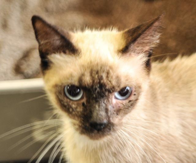 Pets that need homes Fiona